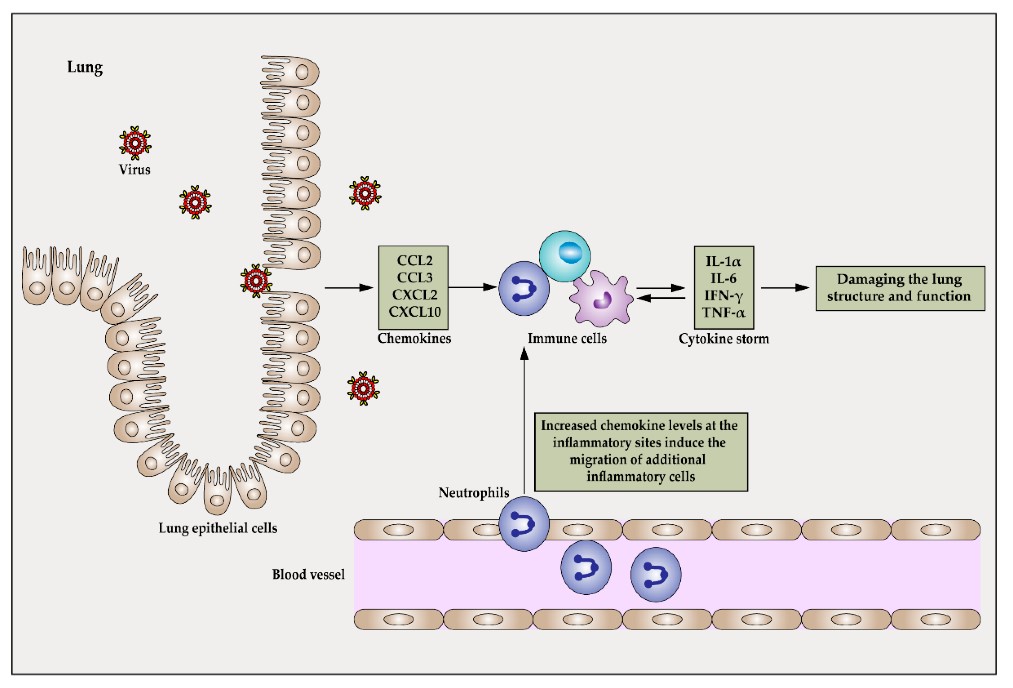 Cytokine Antibodies