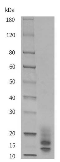 Recombinant MPXV A29L Protein [His] (DAG-WT1016)