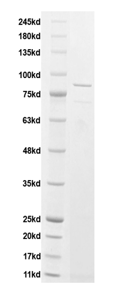 Recombinant H. pylori CagA VacA chimeric protein [His] (DAG-WT1854)