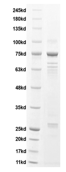 Recombinant H. pylori VacA antigen [His] (DAG-WT407)