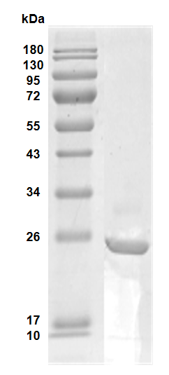 Native Human C-reactive Protein (>95%) (DAG-WT721)