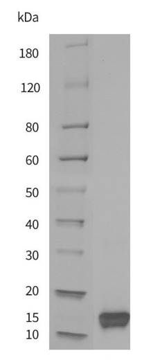 Recombinant Monkeypox Virus A35R Protein [His] (DAG-WT760)