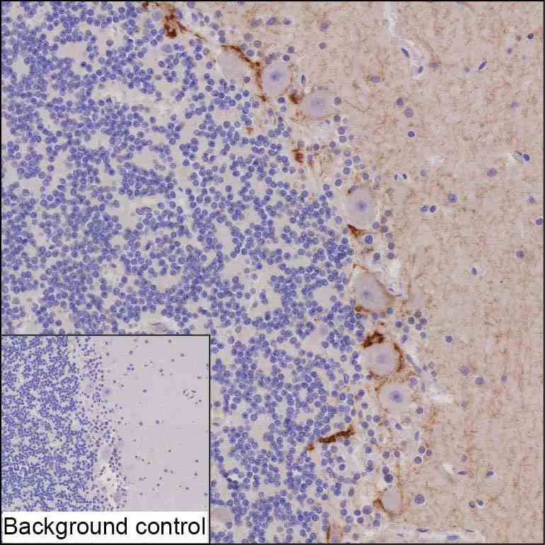 Anti-KIT monoclonal antibody, clone D228/480 (DCABH-12110)