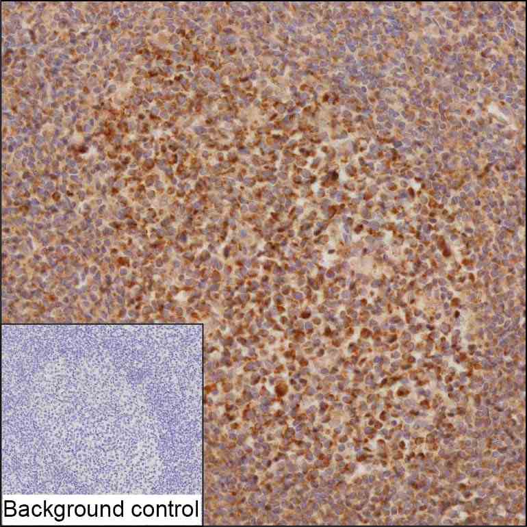 Anti-CASP8 monoclonal antibody, clone 2I22 (DCABH-1215)