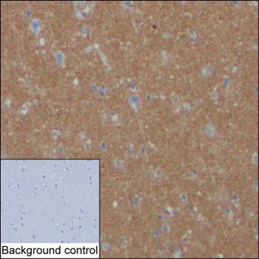 Anti-SNCA monoclonal antibody, clone 3C3B22 (DCABH-13532)