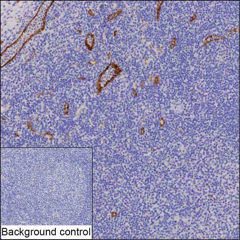 Anti-Von Willebrand factor monoclonal antibody, clone WXG746 (DCABH-13984)