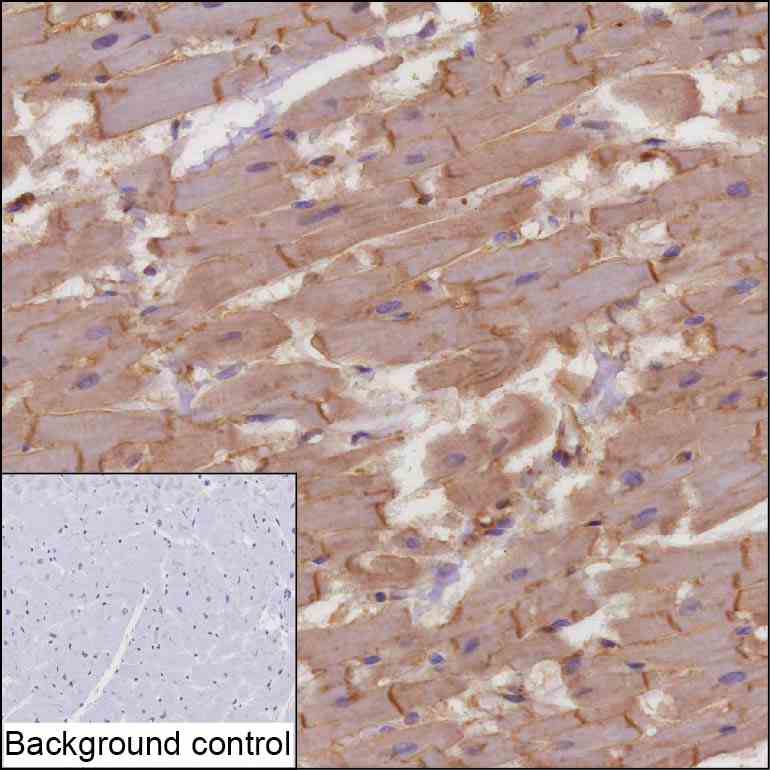 Anti-VCL monoclonal antibody, clone WJO-65 (DCABH-2257)