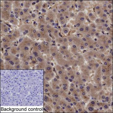 Anti-APOE monoclonal antibody, clone 2I5 (DCABH-2367)