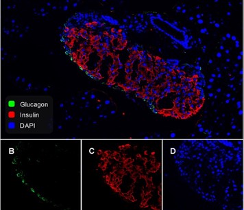 Rabbit Anti-Glucagon monoclonal antibody, clone KG1071 (DCABH-2679)