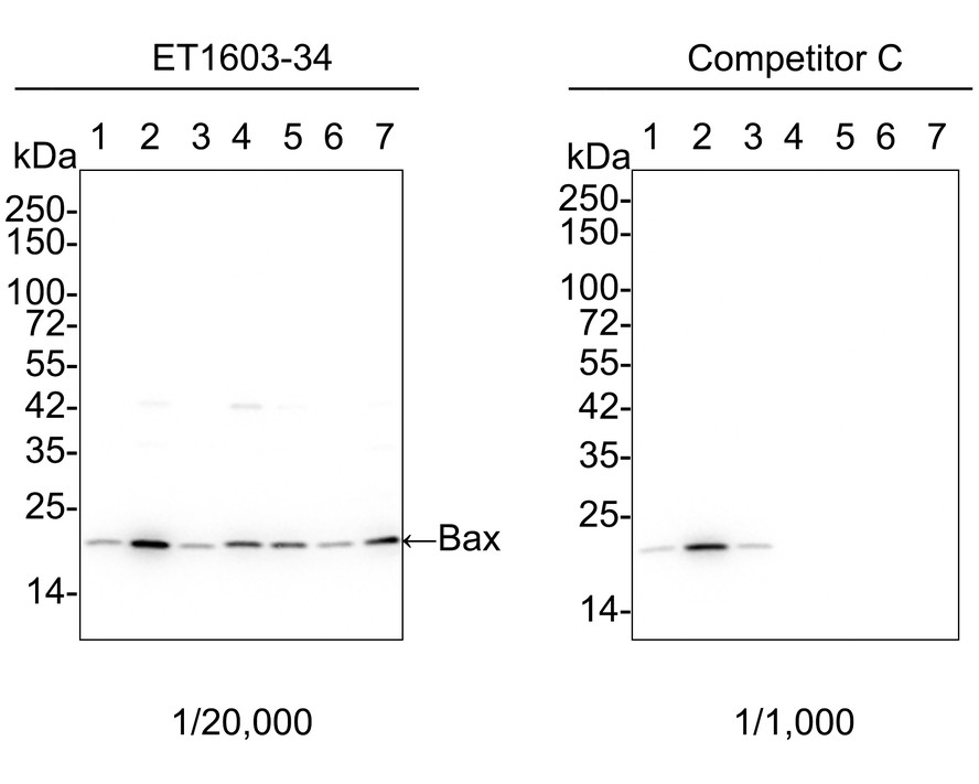 Rabbit Anti-Bax monoclonal antibody, clone TA4-18 (DCABH-3533)