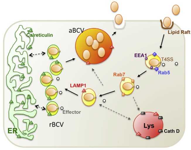 Life cycle of Brucella in the cell