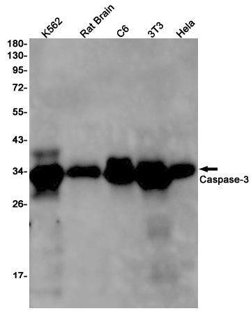 Rabbit Anti-Human CASP3 Monoclonal Antibody, Clone S19-7G3 (DMAB-JX2362714)