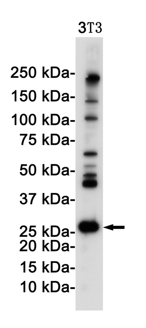 Rabbit Anti-Human DDIT3 Monoclonal Antibody, Clone S13-7B4 (DMAB-JX2362715)