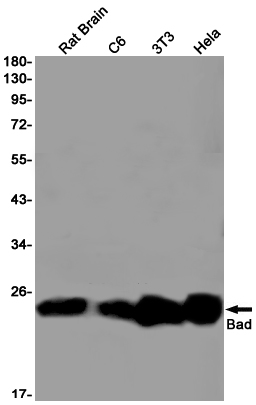 Rabbit Anti-Human BAD Monoclonal Antibody, Clone S18-2C7 (DMAB-JX2362717)