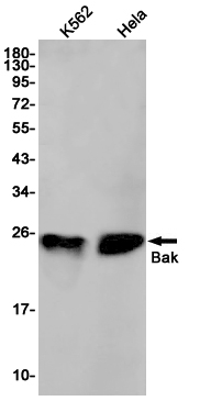 Rabbit Anti-Human BAK1 Monoclonal Antibody, Clone S14-7B9 (DMAB-JX2362718)