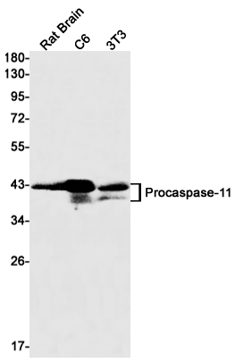 Rabbit Anti-Mouse CASP4 Monoclonal Antibody, Clone S10-8I0 (DMAB-JX2362720)