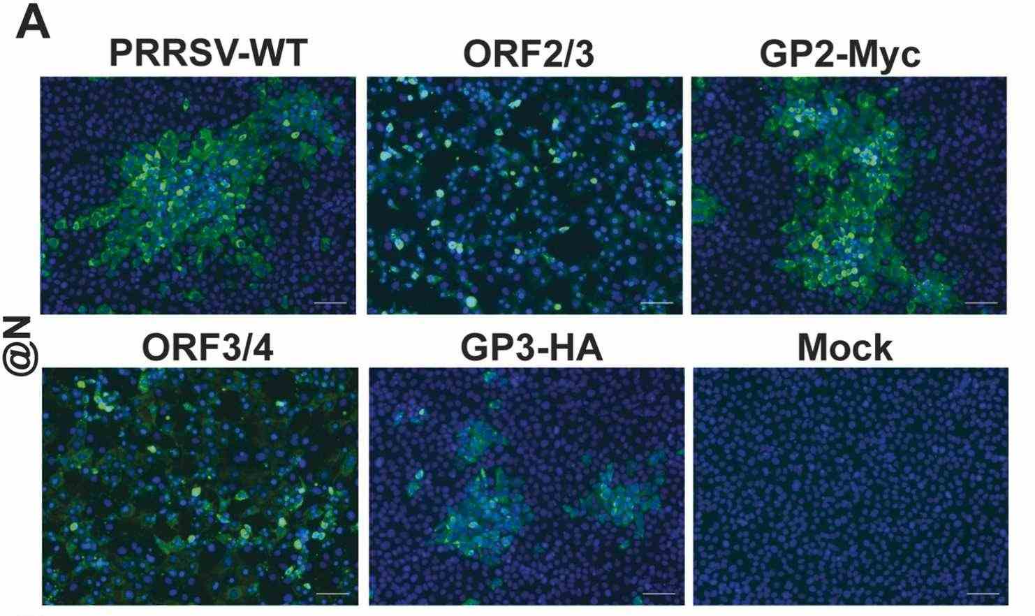 Anti-PRRSV Monoclonal antibody (DMAB28442)