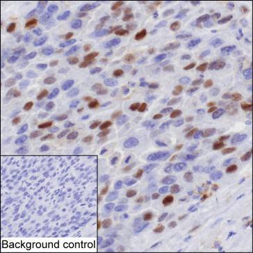 Anti-CDKN1A monoclonal antibody, clone EDT-60.3 (DMAB5419MH)