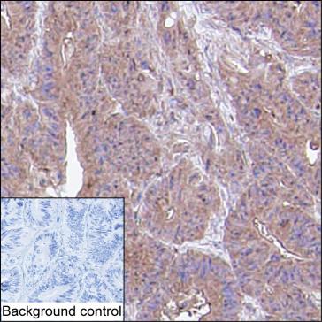 Anti-CASP3 monoclonal antibody, clone 4DTQ04 (DMAB5437MH)