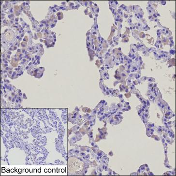 Anti-TNF monoclonal antibody, clone 69C7B4 (DMAB5442MH)