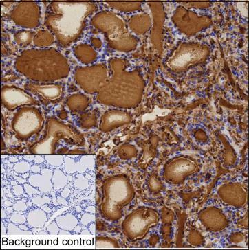 Anti-TG monoclonal antibody, clone SCV/02 (DMAB5497MH)