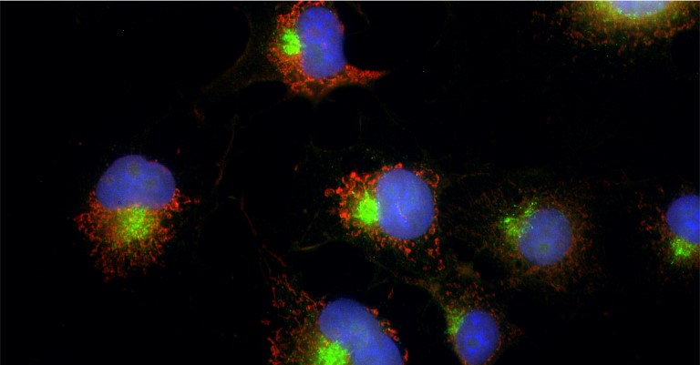 HiResNb™ Anti-Rabbit IgG VHH antibody, clone 21F21 [Atto 488] (DMABB-JP101)