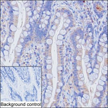 Anti-BAX monoclonal antibody, clone 2G6-2C8 (DMABT-H13138)