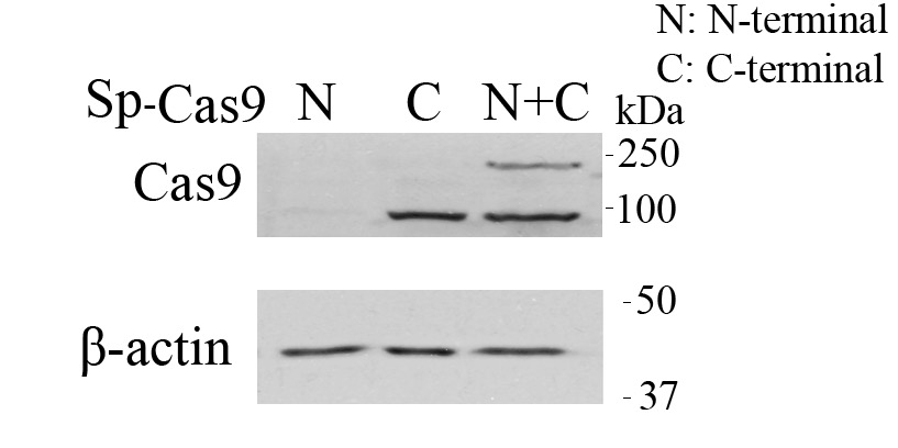 Rabbit Anti-SpCas9 (C-terminal) Polyclonal antibody (DPAB-CS24743)