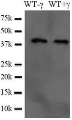 Rabbit Anti-Zebrafish Casp3b polyclonal antibody (DPABB-JX318)