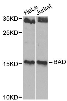 Rabbit Anti-Human BAD Polyclonal Antibody (DPABH-15533)