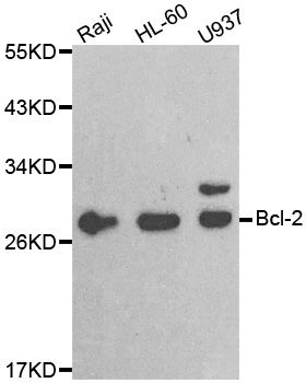 Rabbit Anti-Human Bcl2 Polyclonal Antibody (DPABH-22974)