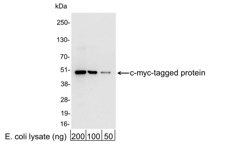 Rabbit Anti-Human MYC Polyclonal Antibody (DPABH-26186)