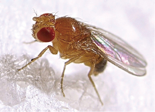 Drosophila