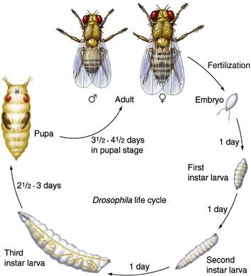 Life cycle of drosophila