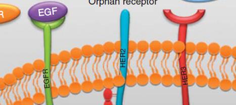 EGF/EGFR Signaling Pathway