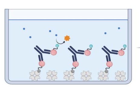 Anti-drug Antibody (ADA) Bridging ELISA