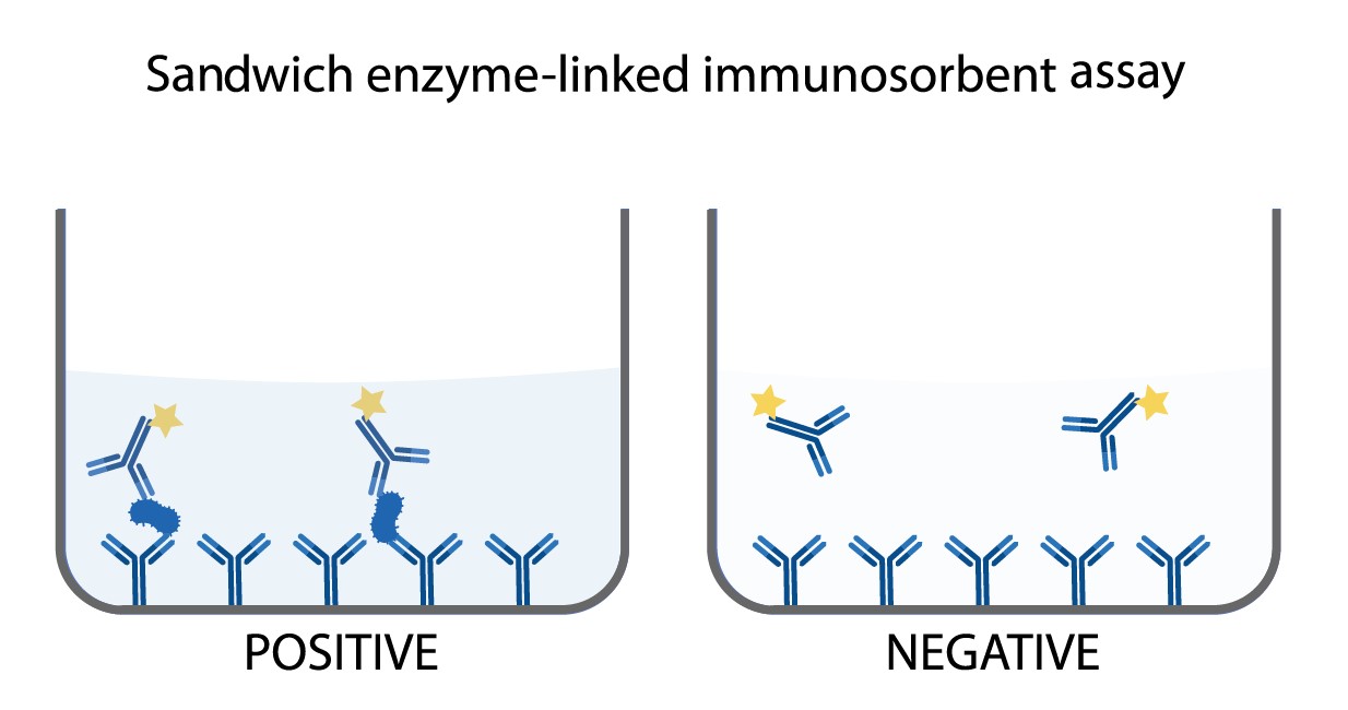 Sandwich ELISA Assay