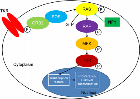 Erk Signaling Pathway