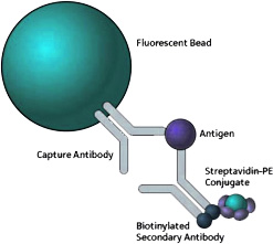 Exosome Quantification Immunoassay Kits