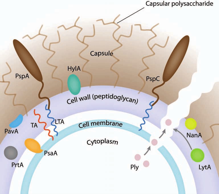 Schematic representation of the major virulence factors of S. pneumoniae