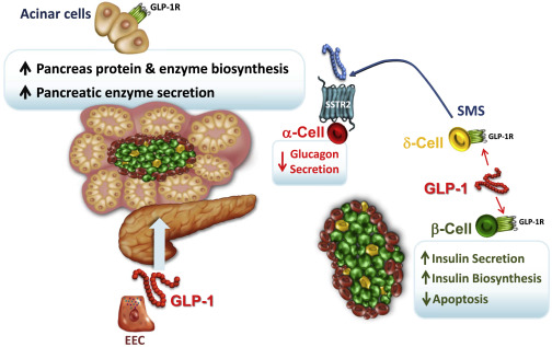 Fig. 1 Pancreatic Endocrine and Exocrine Actions of GLP-1 on Islet and Acinar Cells (Drucker DJ. Cell Metab. 2018)