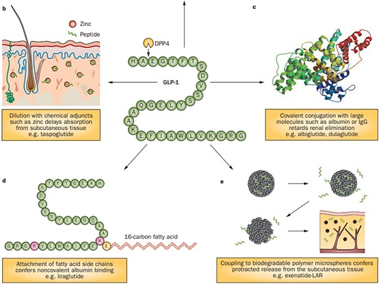 Fig. 2 Strategies employed to develop GLP-1 receptor agonists with prolonged in vivo half-lives. (Meier JJ. Nat Rev Endocrinol. 2012)