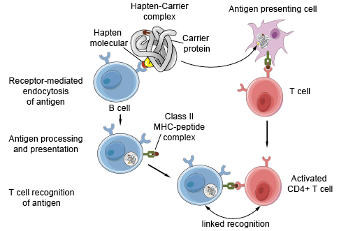 Antigen presentation on B cells to helper T cells.