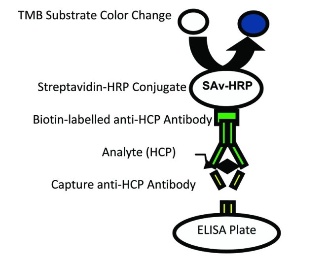 Overview of the HCP landscape in the context of biologics manufacture.