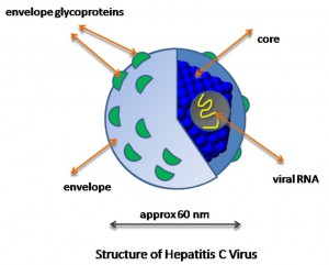 hcv