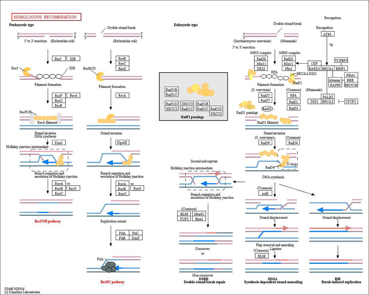 Homologous Recombination Pathway