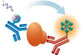 Host Cell Protein ELISA Kits