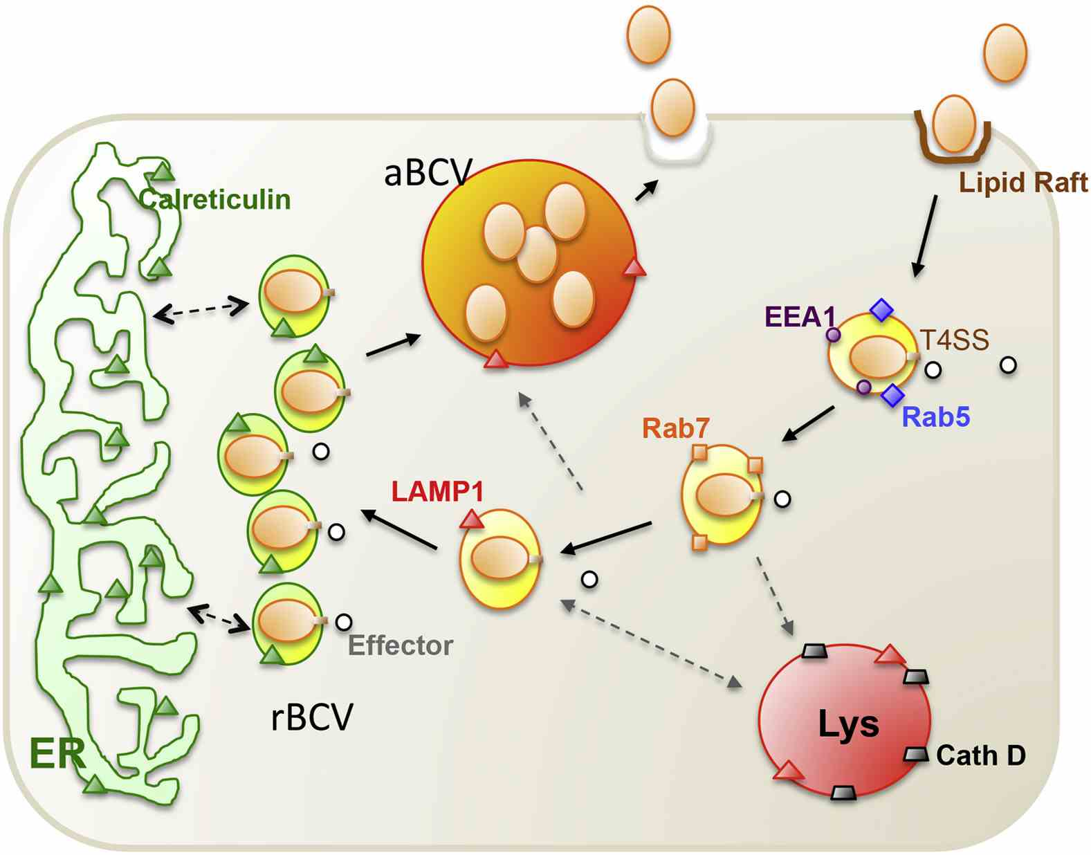 Brucella Intracellular Transport in Macrophages (de Figueiredo P, 2015)