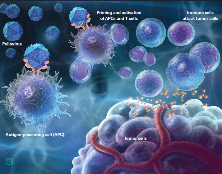 Immune Checkpoint Signaling Pathway