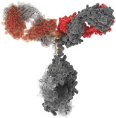 Immunoglobulin